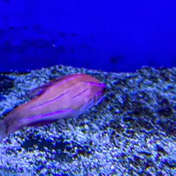 Mccosker's Flasher, photo 6