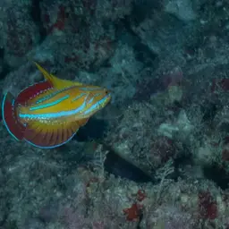 Flasher Wrasse