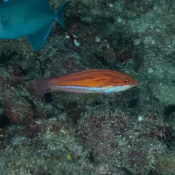 Flasher Wrasse, photo 2