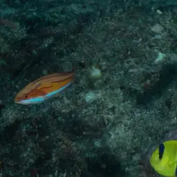 Flasher Wrasse, photo 3
