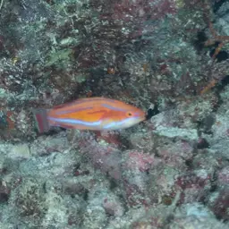Flasher Wrasse, photo 4