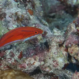 Flasher Wrasse, photo 5