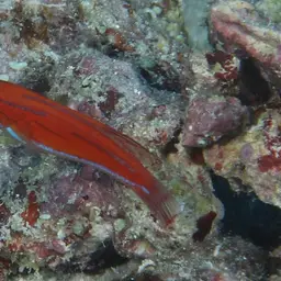 Flasher Wrasse, photo 6
