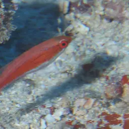 Flasher Wrasse, photo 7
