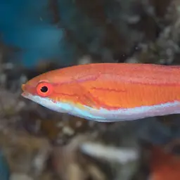 Flasher Wrasse, photo 8