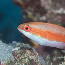 Flasher Wrasse, photo 9