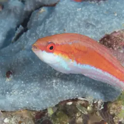 Flasher Wrasse, photo 10
