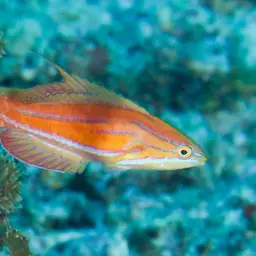 Flasher Wrasse, photo 11
