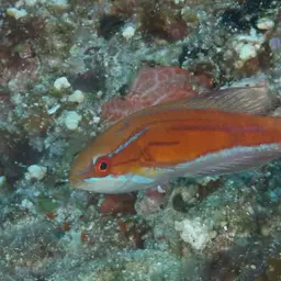 Flasher Wrasse, photo 12