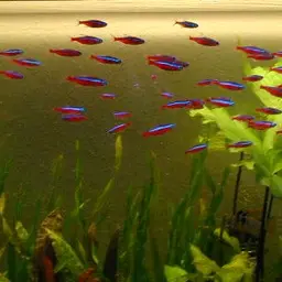 Cardinal Tetra