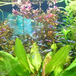 Cardinal Tetra, photo 2