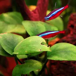 Cardinal Tetra, photo 3