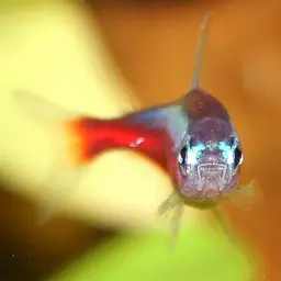 Cardinal Tetra, photo 4