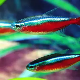 Cardinal Tetra, photo 6
