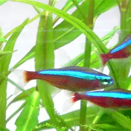 Cardinal Tetra, photo 7