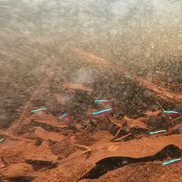 Cardinal Tetra, photo 9