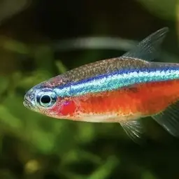 Cardinal Tetra, photo 11
