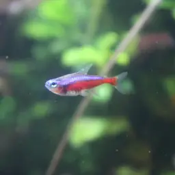 Cardinal Tetra, photo 12