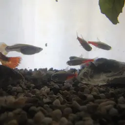 Neon Tetra, photo 2