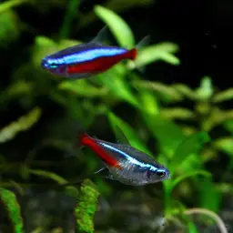 Neon Tetra, photo 3