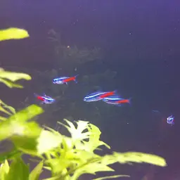 Neon Tetra, photo 4