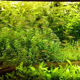 Neon Tetra, photo 7