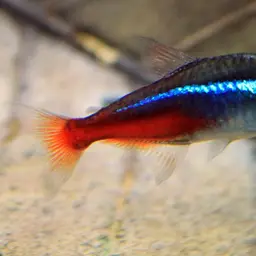 Neon Tetra, photo 8