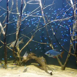 Neon Tetra, photo 9