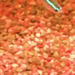 Neon Tetra, photo 5
