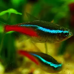 Neon Tetra, photo 10