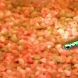 Neon Tetra, photo 6