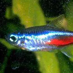Neon Tetra, photo 11