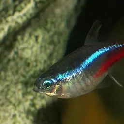 Neon Tetra