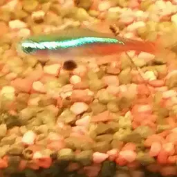Neon Tetra, photo 12