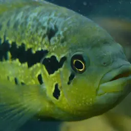 Wolf Cichlid, photo 1
