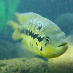 Wolf Cichlid, photo 2