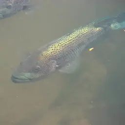 Wolf Cichlid, photo 3