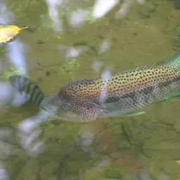 Wolf Cichlid, photo 4