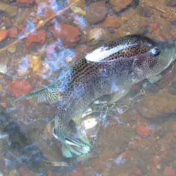 Wolf Cichlid, photo 5