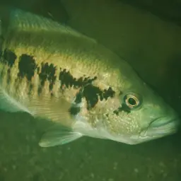 Wolf Cichlid, photo 7