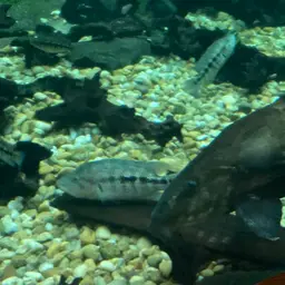 Wolf Cichlid, photo 8