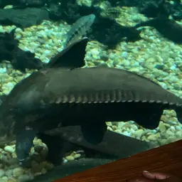 Wolf Cichlid, photo 9