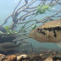 Wolf Cichlid, photo 10