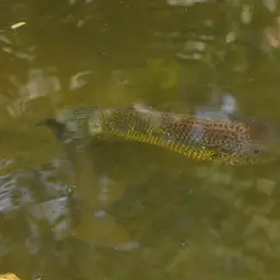 Yellowjacket Cichlid, photo 2
