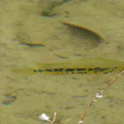 Yellowjacket Cichlid, photo 3