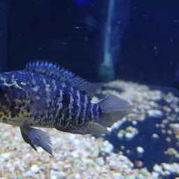 Yellowjacket Cichlid, photo 4
