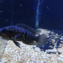 Yellowjacket Cichlid, photo 5