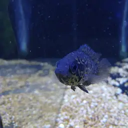 Yellowjacket Cichlid, photo 6