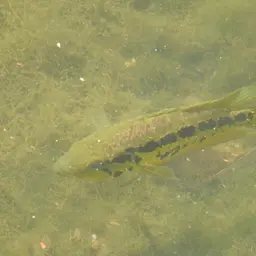 Yellowjacket Cichlid, photo 8