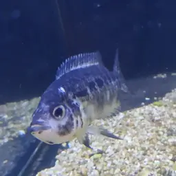 Yellowjacket Cichlid, photo 9